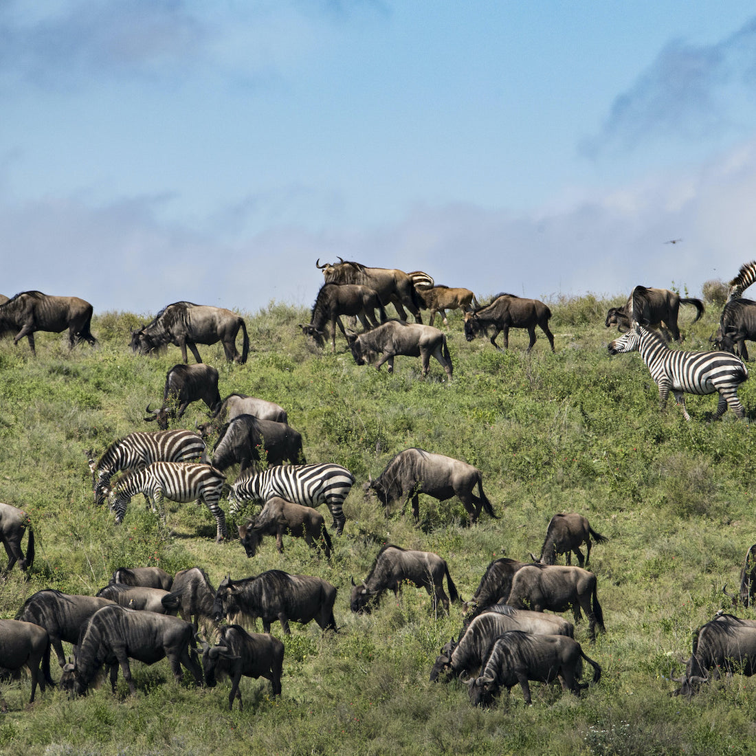 Why Animals Are Key for Functioning Ecosystems