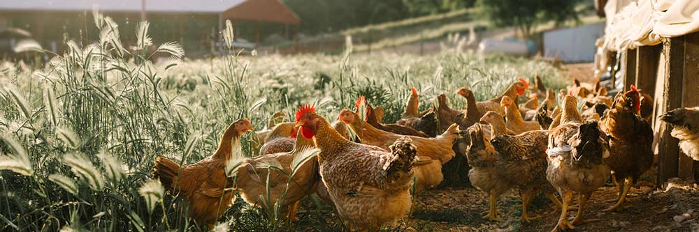A Better Chicken: Re-imagining Poultry From the Ground Up