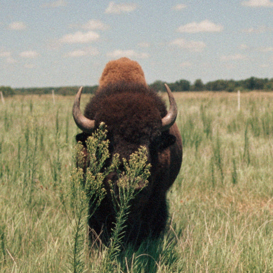 The Bison Industry’s Dirty Secret