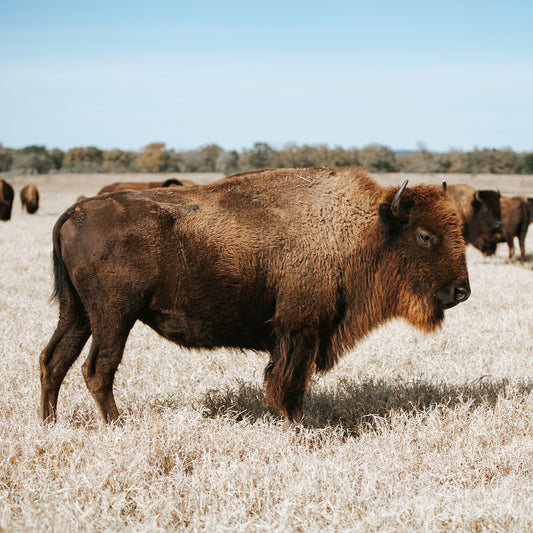 What Does It Mean to "Reclaim the Legacy of Meat"?