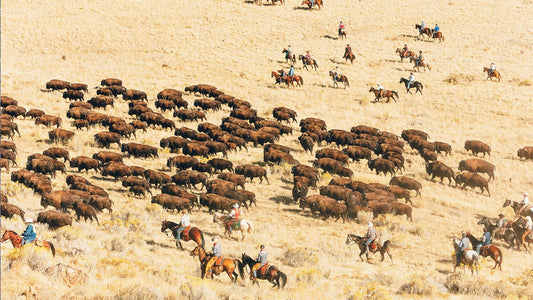 The Push to 1 Million Bison