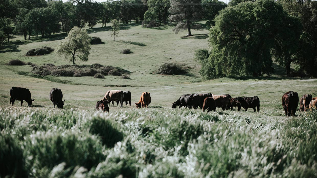Nerdout: Understanding How Grasslands Really Work