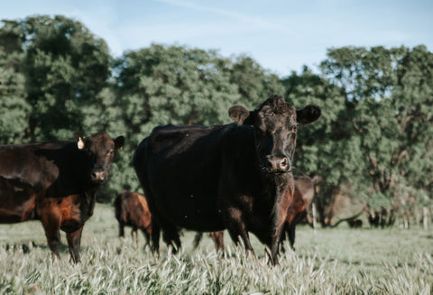 Beef
