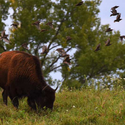 THE BISON, THE BIRDS