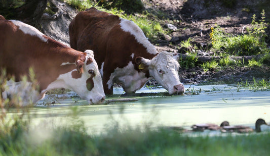 The Myth of Too Much Water