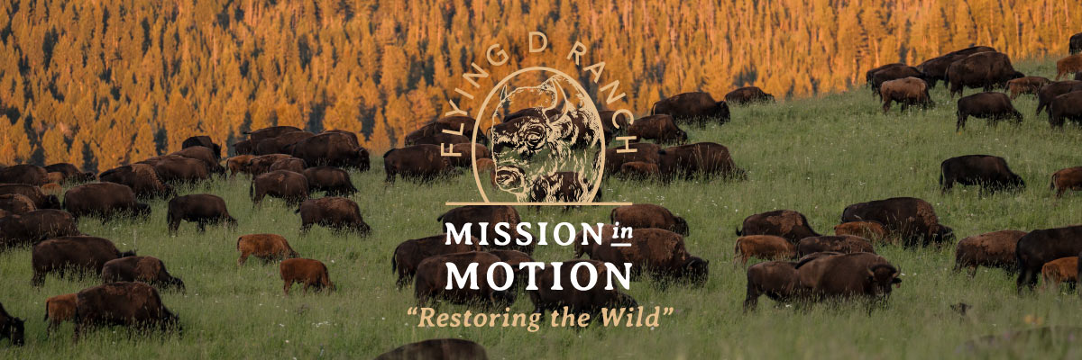 Mission in Motion: Restoring The Wild at The Flying D Ranch – Force of ...