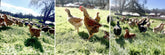 The Future of Chicken Starts Now: Why Our Birds Are Better for You & the Planet