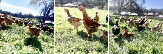 The Future of Chicken Starts Now: Why Our Birds Are Better for You & the Planet