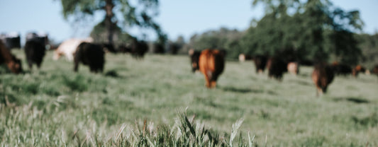 WHAT IS REGENERATIVE GRAZING?