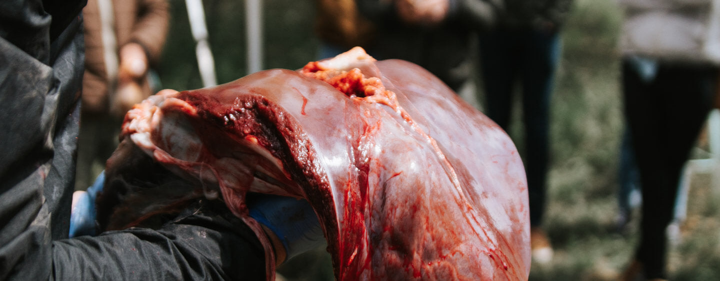 Eat Like a Wolf: Why You Should Eat More Organs