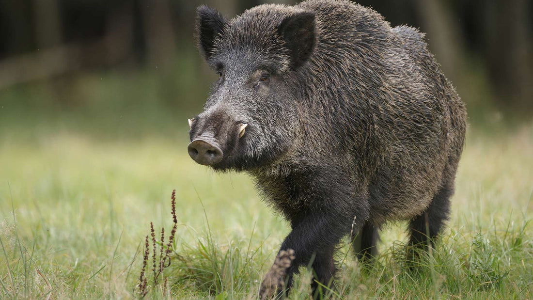 A History of the Wild Hog, by Marshall Seedorff – Force of Nature