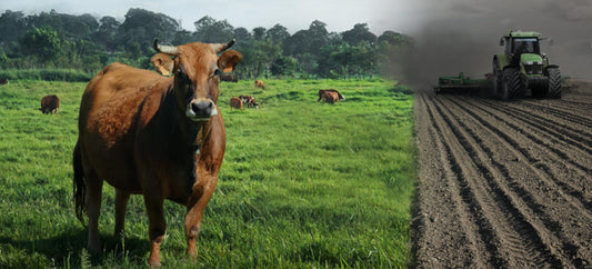 June Grazing, By Diana Rodgers