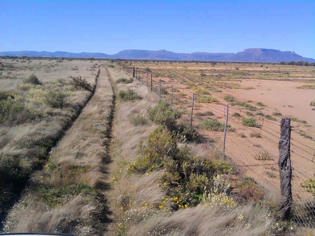 What Is Regenerative Grazing?