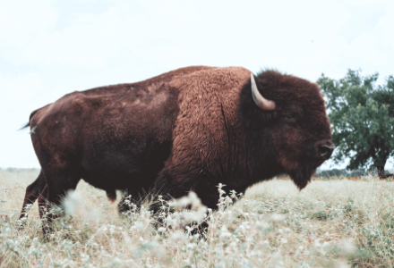 Bison