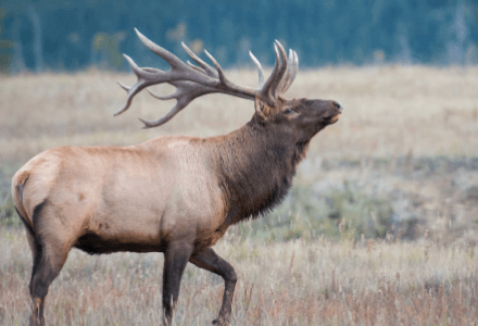 Elk