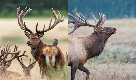 Venison and Elk