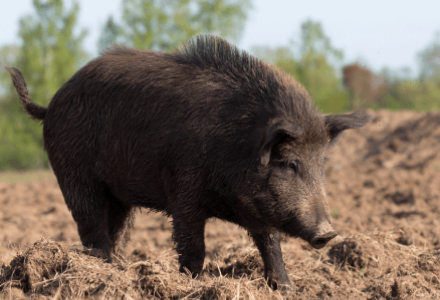 Wild Boar