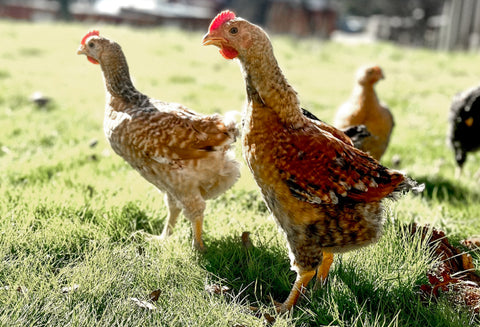 CHICKEN