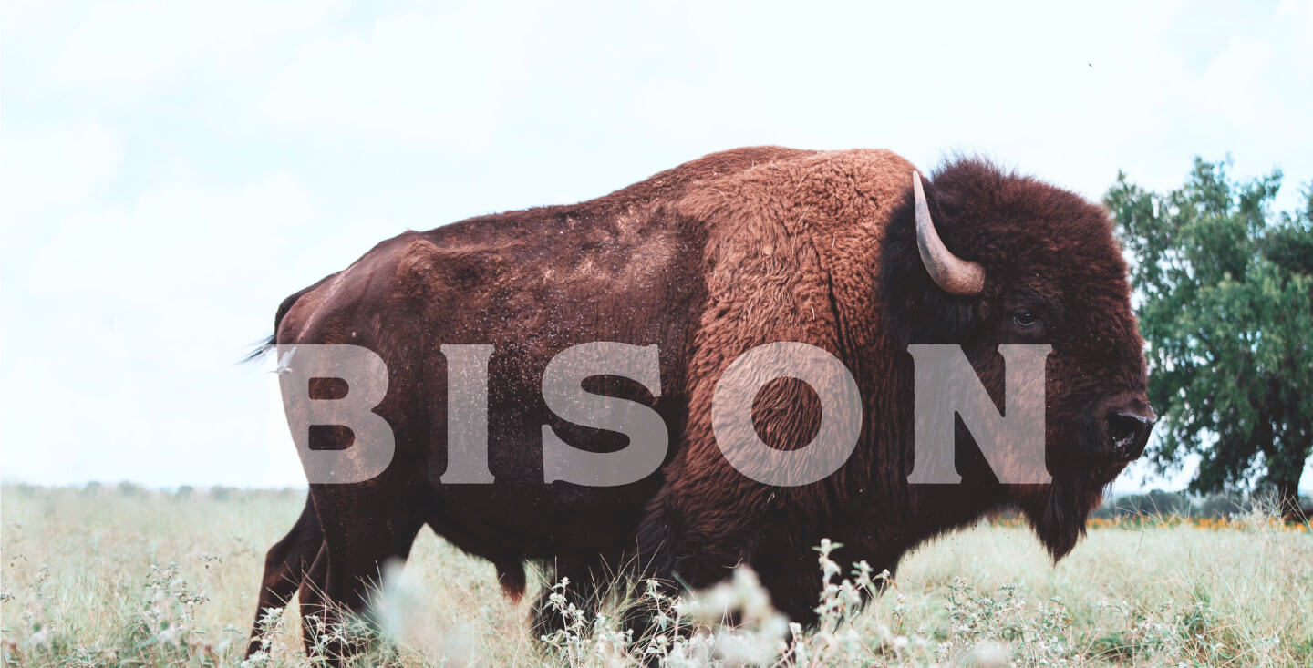 Bison banner image.